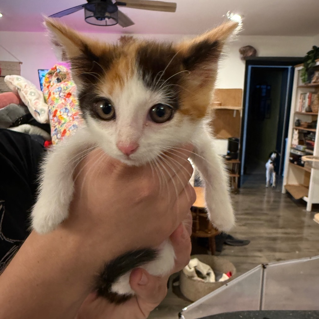 Gemma