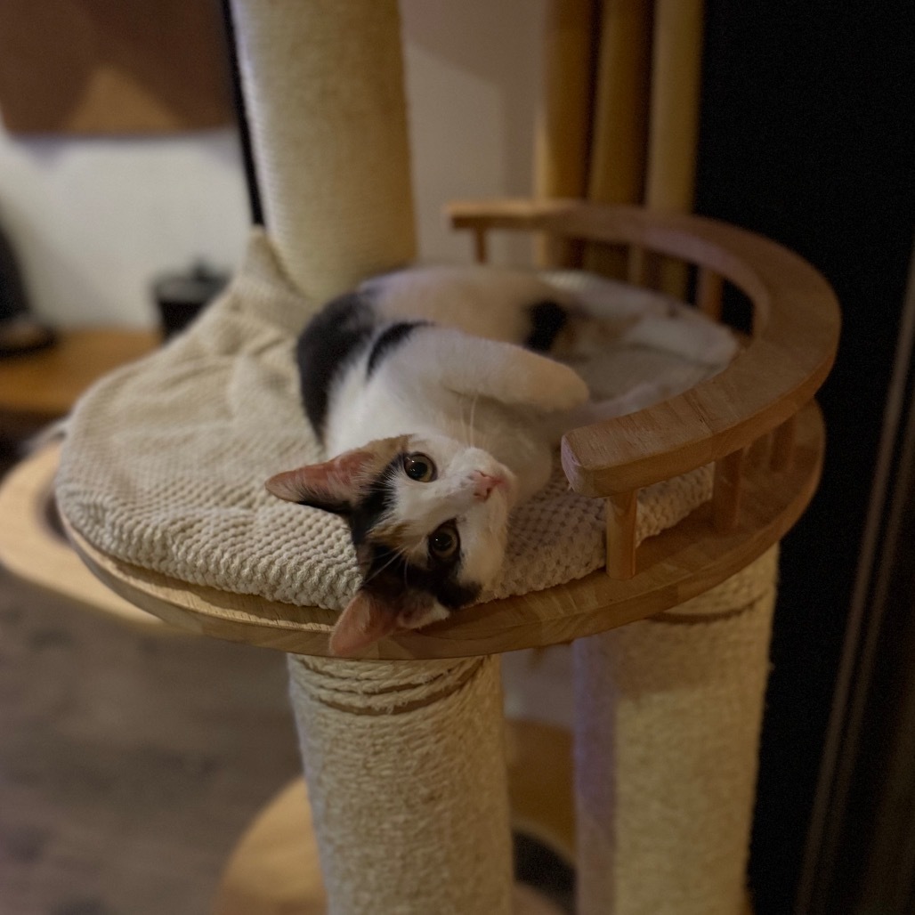 Gemma