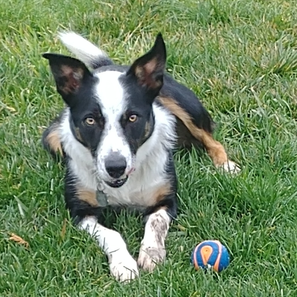 Jackson, an adoptable Border Collie, Greyhound in Corvallis, OR, 97330 | Photo Image 1