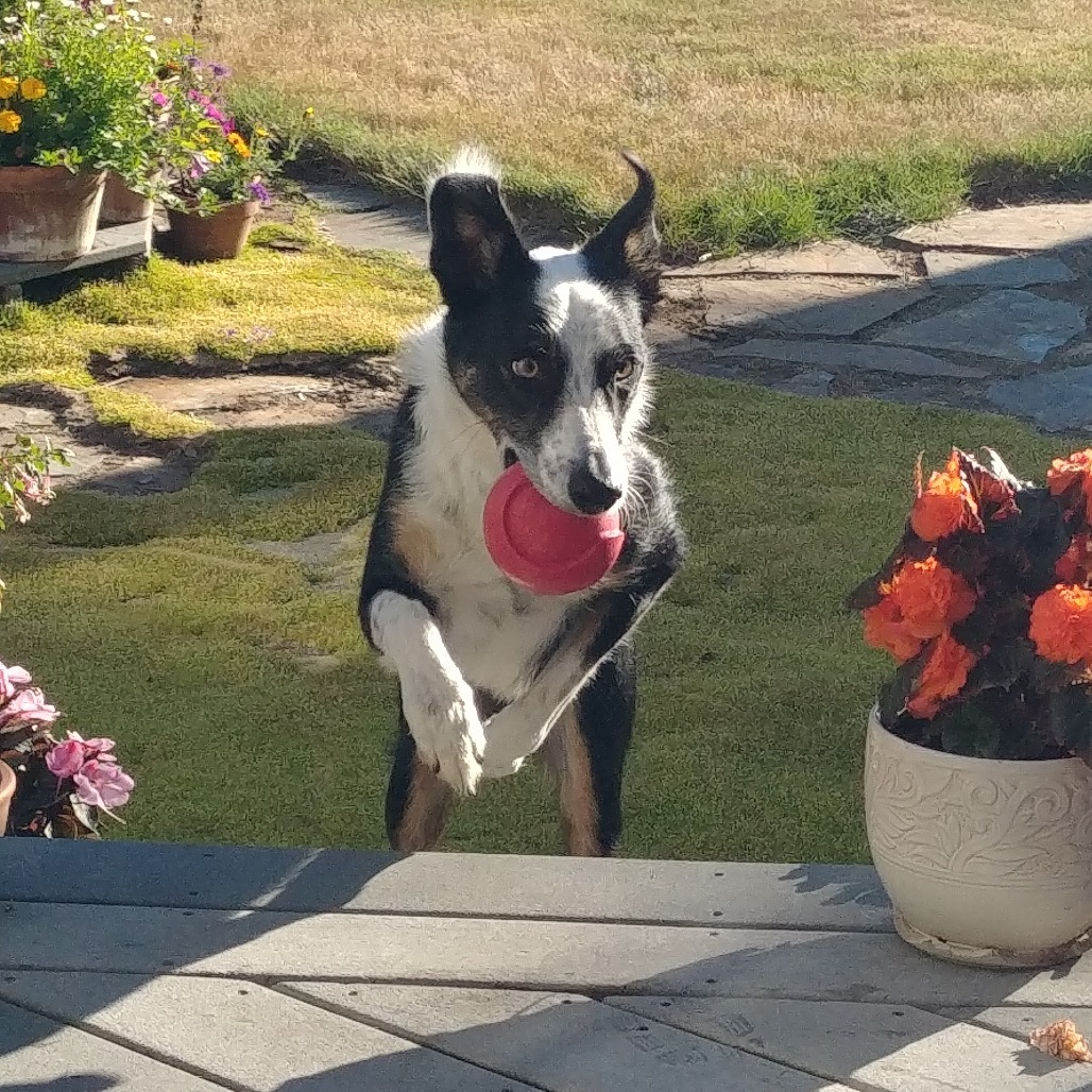 Jackson, an adoptable Border Collie, Greyhound in Corvallis, OR, 97330 | Photo Image 2