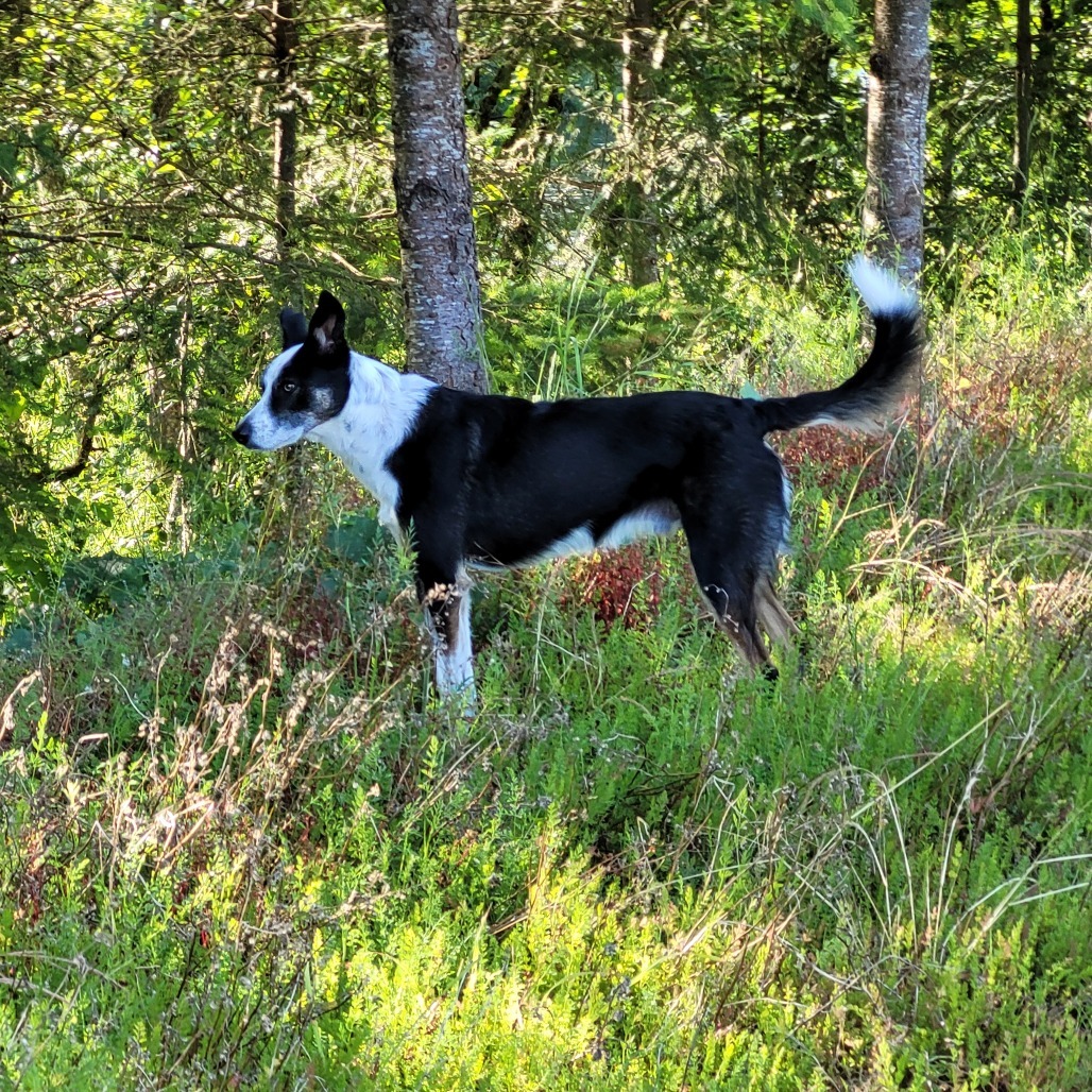 Jackson, an adoptable Border Collie, Greyhound in Corvallis, OR, 97330 | Photo Image 3