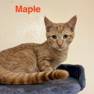 Maple, Baby Male unknown