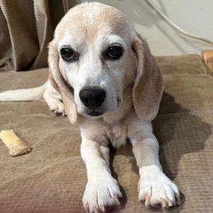 Holly, Senior Female unknown