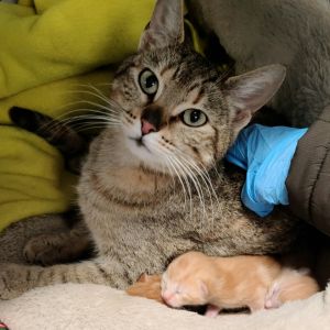 Buttercup, Adult Female unknown