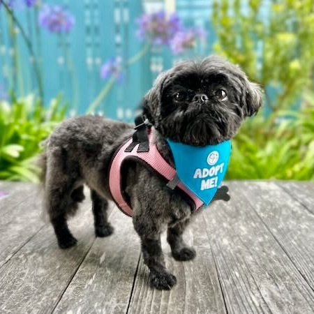 Coco