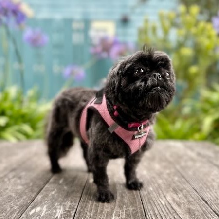Coco