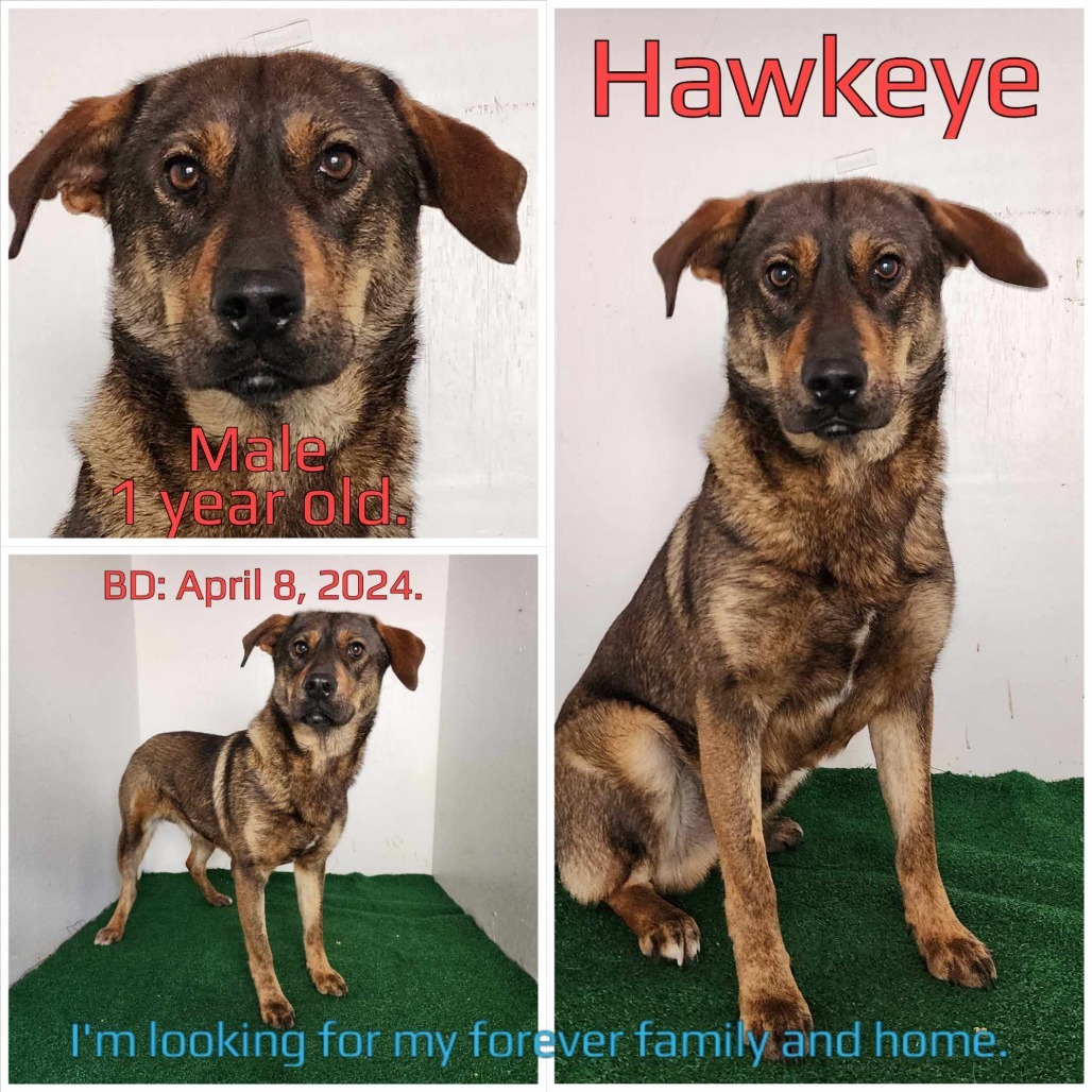 Hawkeye