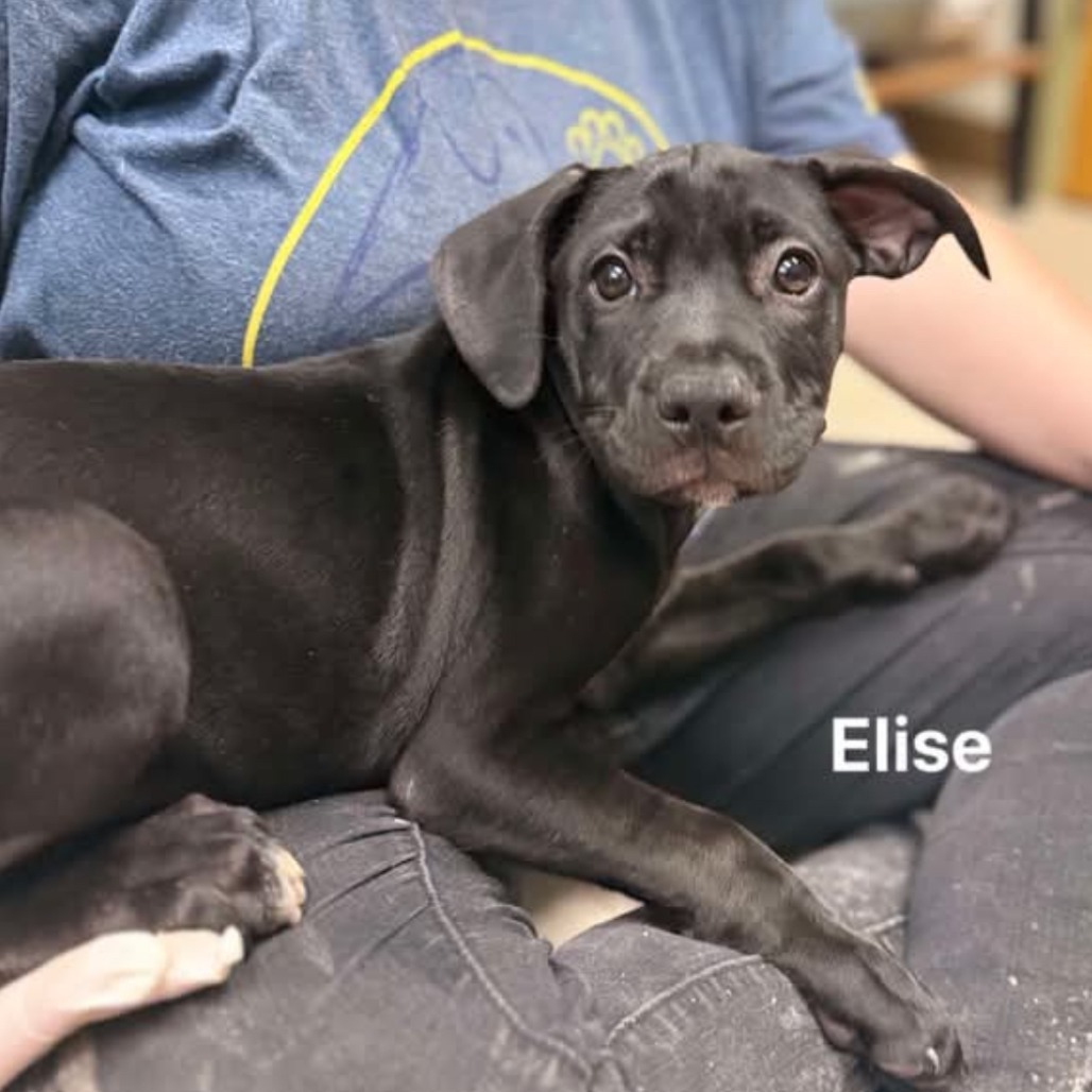 Elise