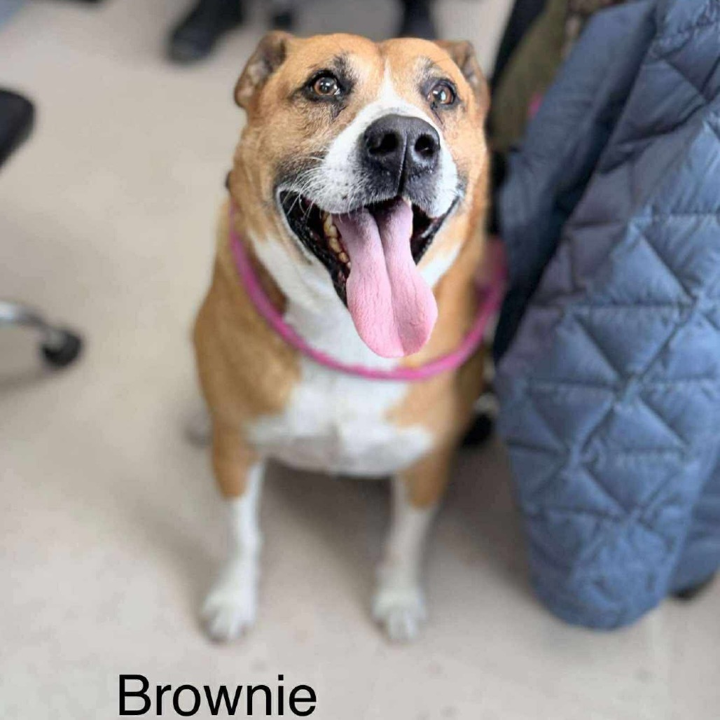 Brownie