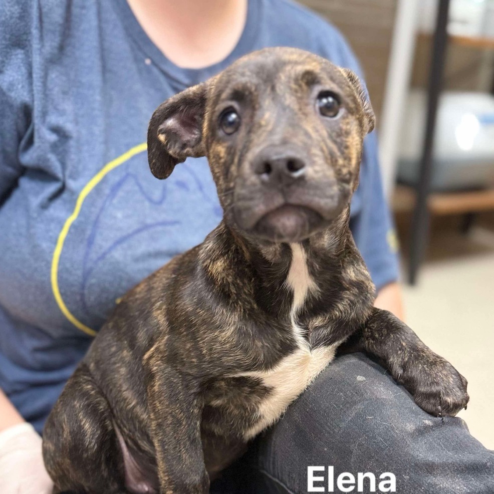 Elena
