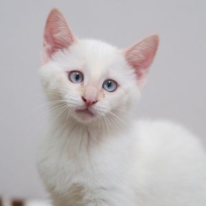 Hey Im Santa Cruz Im fidgety and I love playing with people Running around climbing and snugg