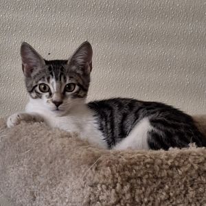 Lolo 2025 Domestic Short Hair Cat