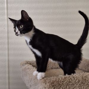 Charlie 2025 Domestic Short Hair Cat