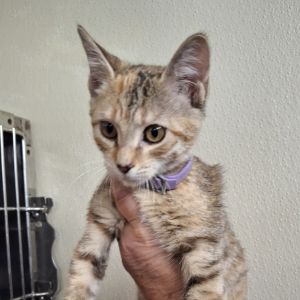Alma 2025 Domestic Short Hair Cat
