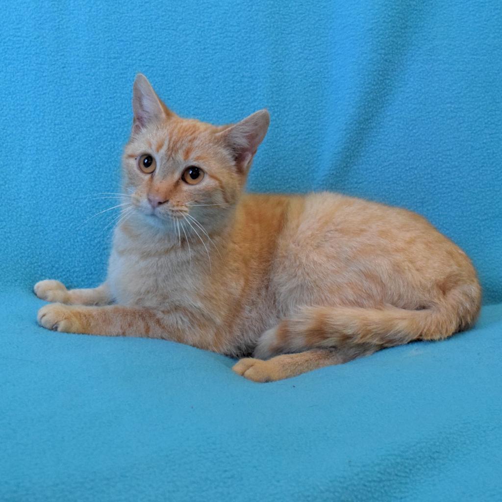 Cabbage Patch, an adoptable Domestic Short Hair in Eureka, CA, 95503 | Photo Image 3