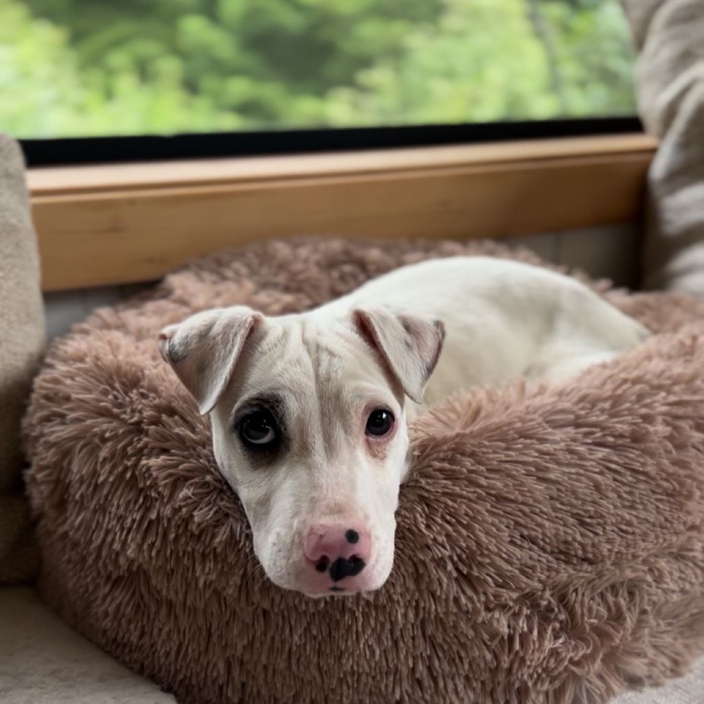 Adopt Spencer