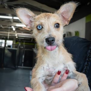 Lady Terrier Dog