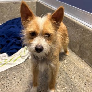 Meet Hawk a 6-month-old spunky boy thats always excited to meet a new friend 