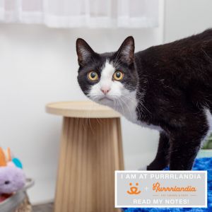 Tuna is a confident and social 2-year-old cat with a big personality and an even