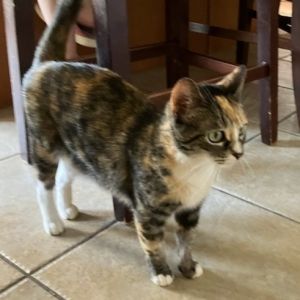 Atlantic is a gorgeous 2-year-old torbico tabby  tortie  calico with a playf