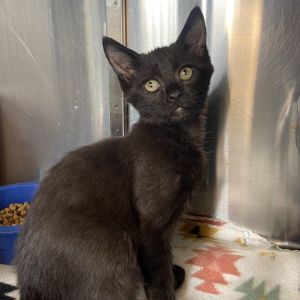 If youre looking for a playful loving and endlessly entertaining companion a kitten is always re