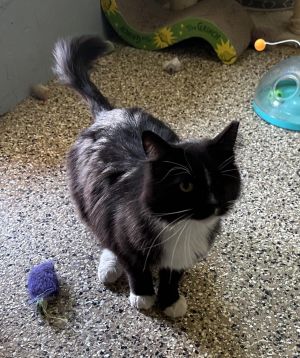 Felix, Adult Male unknown