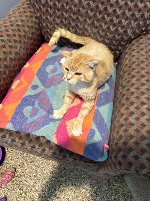 Will Feral, Adult Male unknown