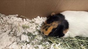 Cici, Adult Female unknown