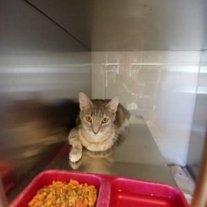 Lani, Adult Female unknown