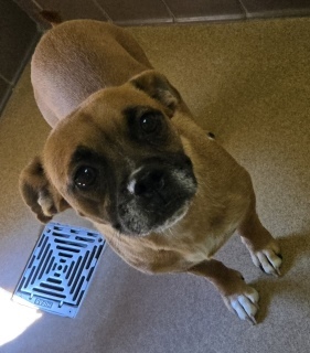 Annie, Adult Female unknown