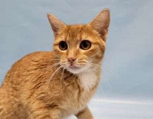 Chili, Adult Female unknown