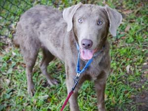 UTAH Labrador Retriever Dog