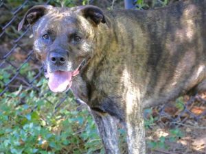 JILL Plott Hound Dog