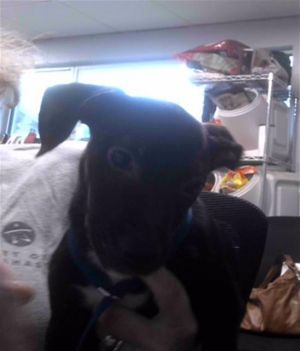 LUCILLE Dachshund Dog