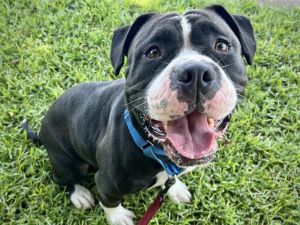 ARYA Boxer Dog