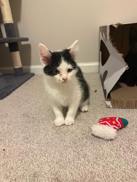 OREO