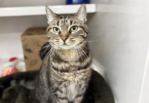 ECHO, Adult Female unknown