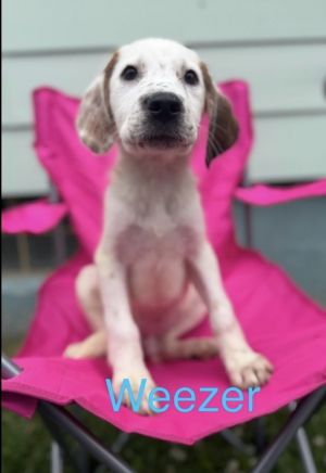 Weezer, Baby Male unknown