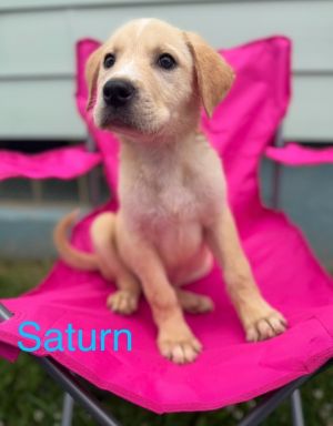 Saturn, Baby Male unknown