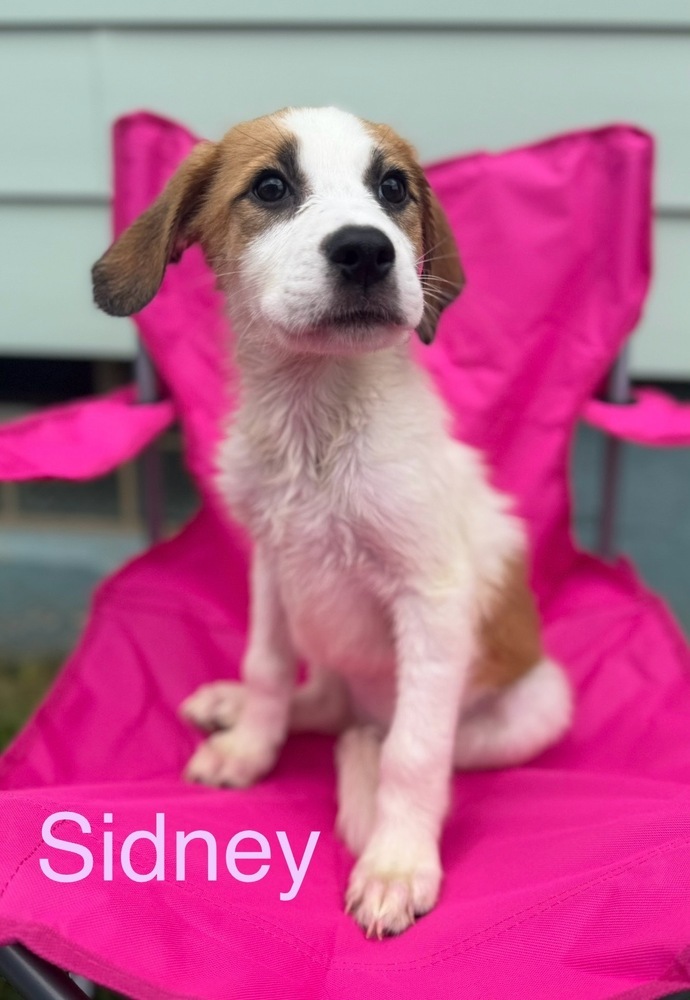 Sidney