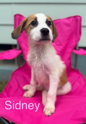 Sidney, Baby Female unknown