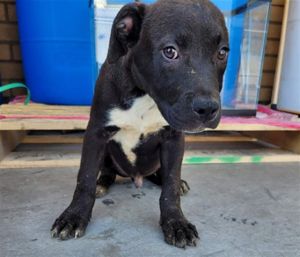 DILLARD, Baby Male unknown