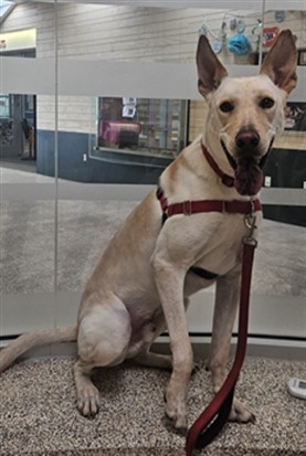 ARMANI, Adult Male unknown