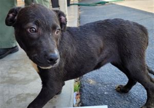WAGGS Pit Bull Terrier Dog
