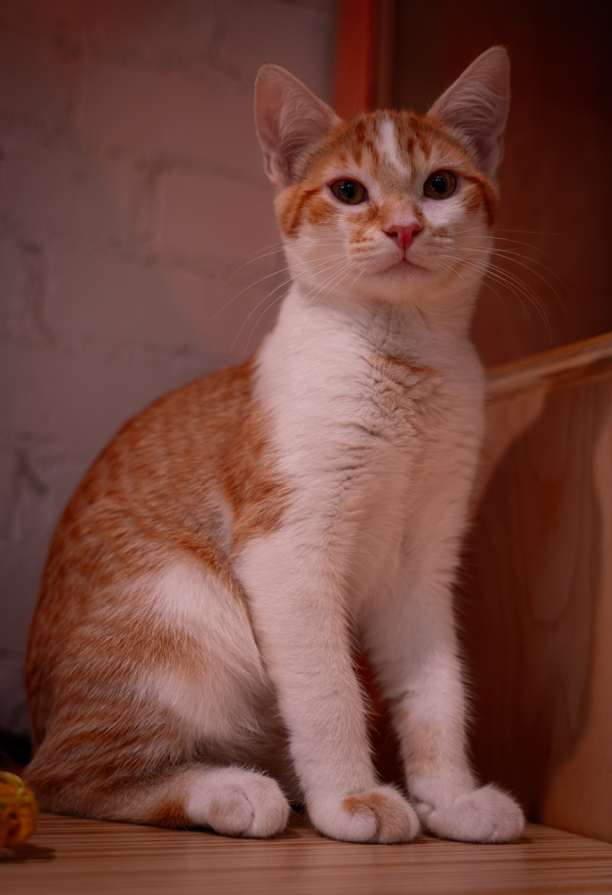 Aruba - At Felius Cat Cafe 1