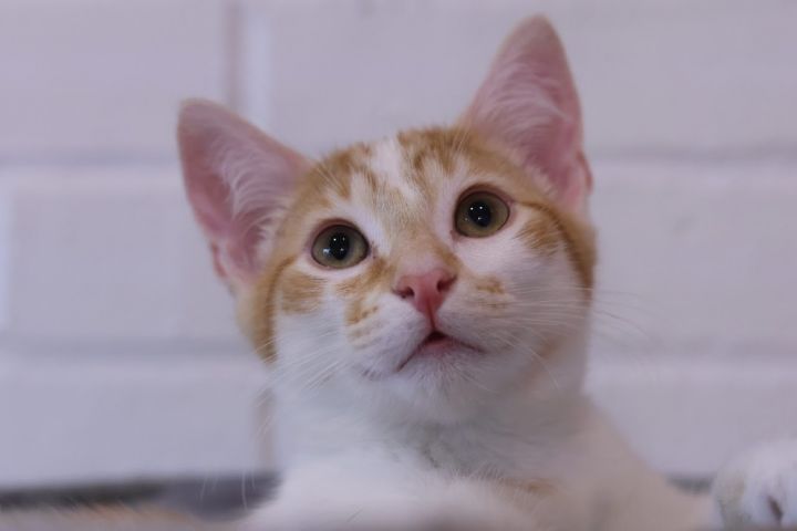 Aruba - At Felius Cat Cafe 2