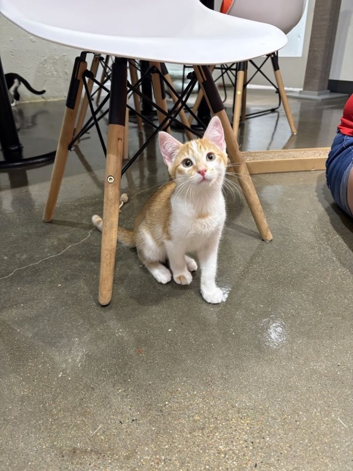 Aruba - At Felius Cat Cafe 3