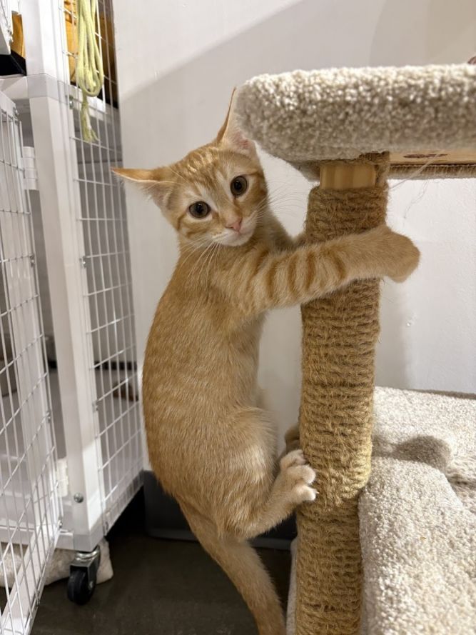 Grenada - At Felius Cat Cafe
