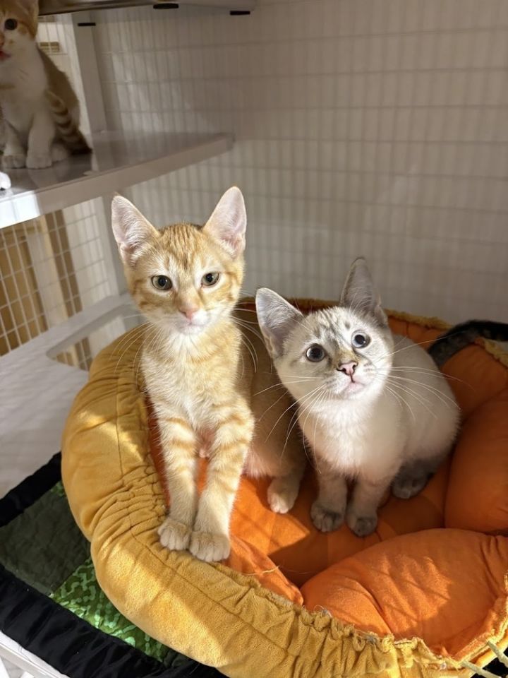 Grenada - At Felius Cat Cafe 4