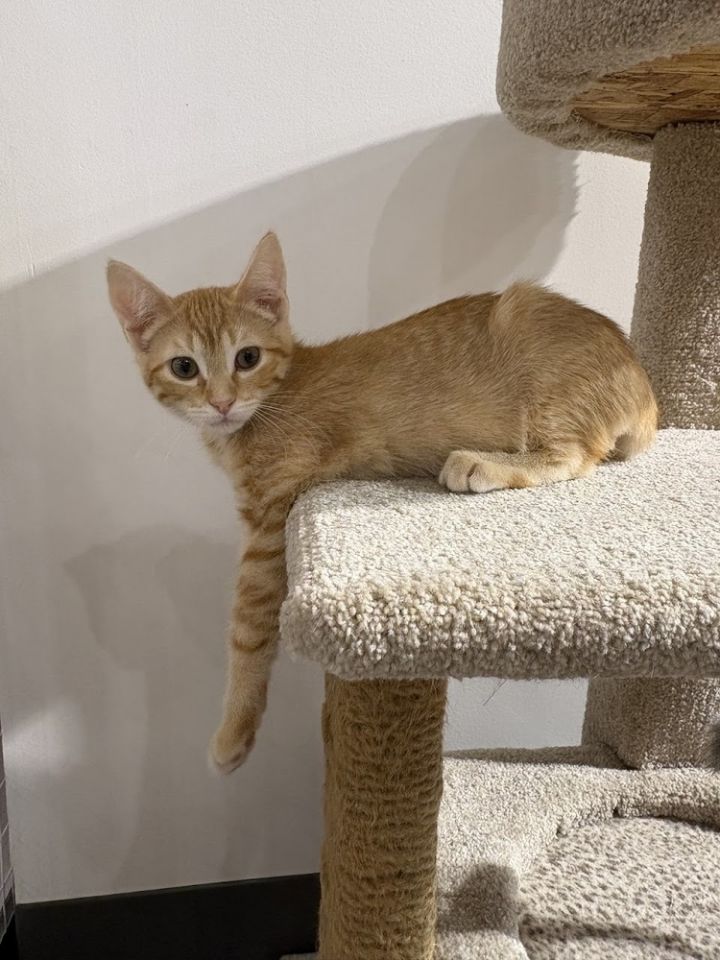 Grenada - At Felius Cat Cafe 6